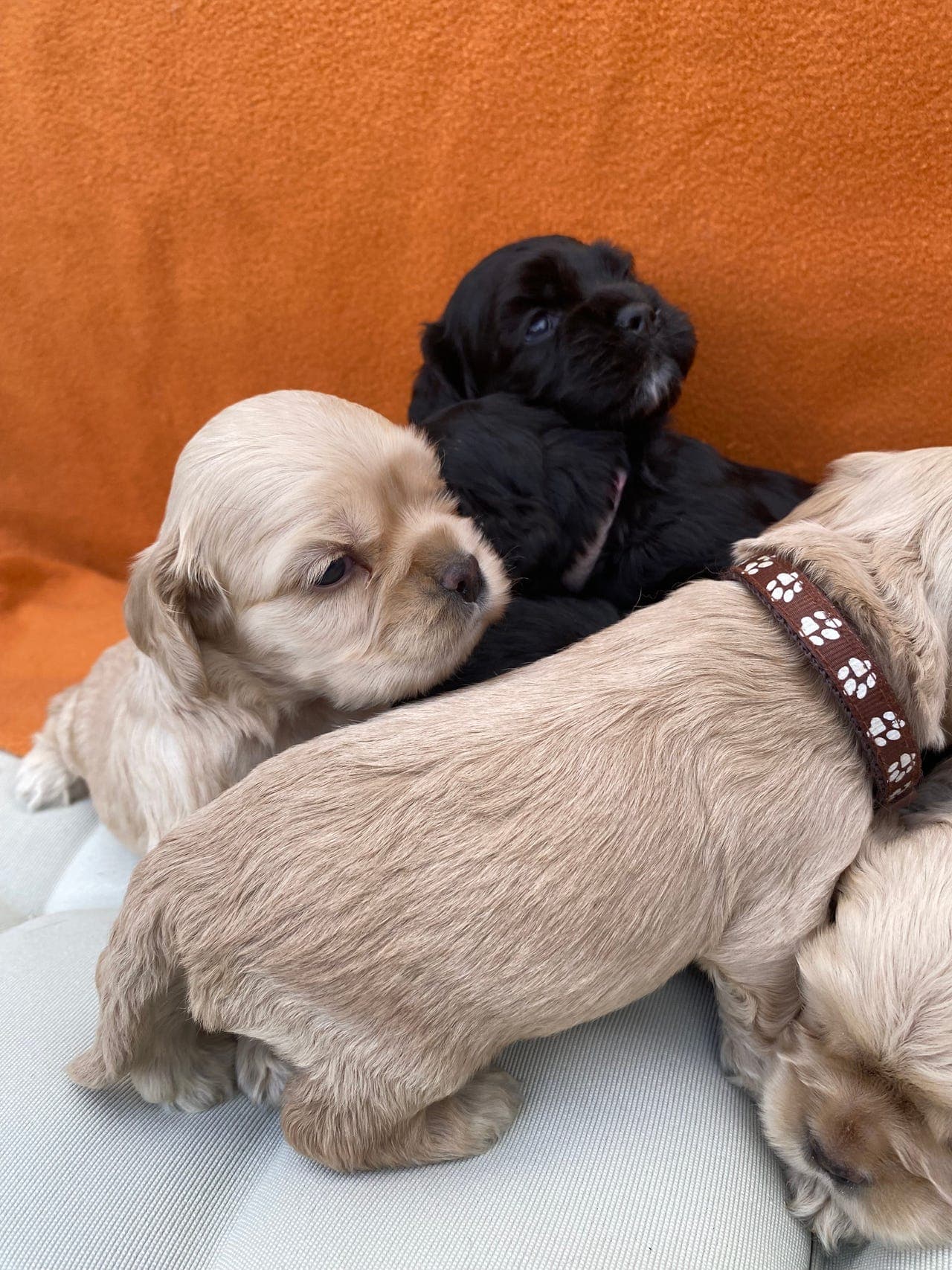Skjønne Amerikansk Cocker  Spaniel valper selges.