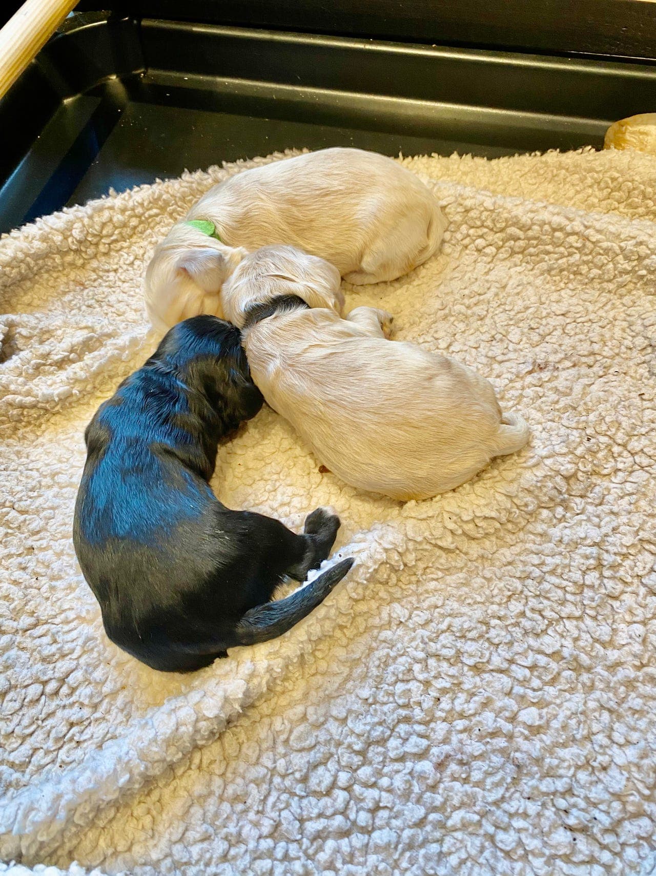 Skjønne Amerikansk Cocker  Spaniel valper selges.