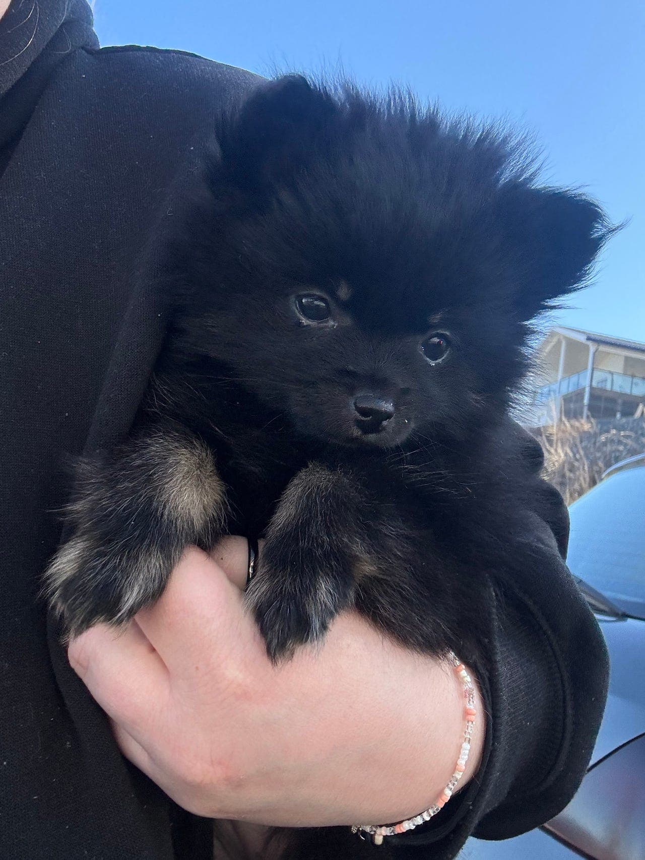 Utrolig søt pomeranian jente valp