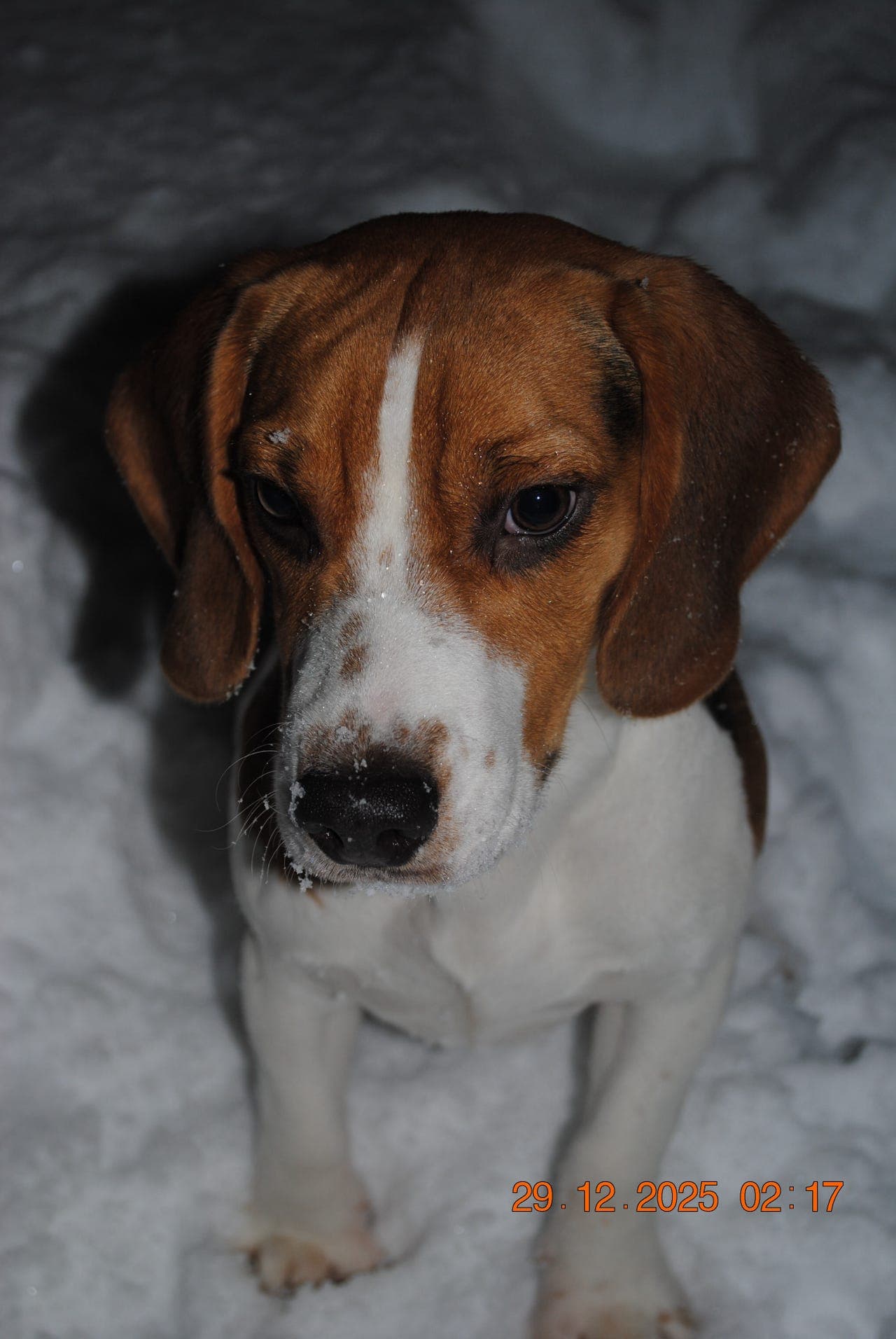 Beagle til omplassering🐾