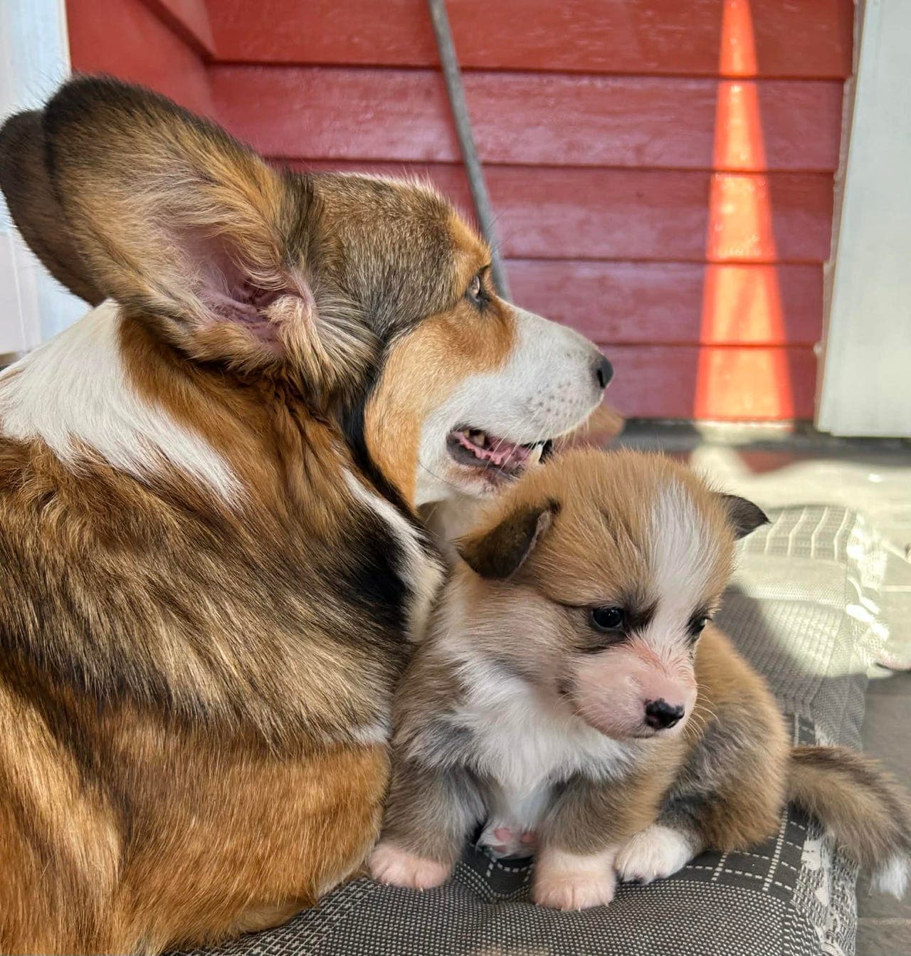 Corgi - pembroke