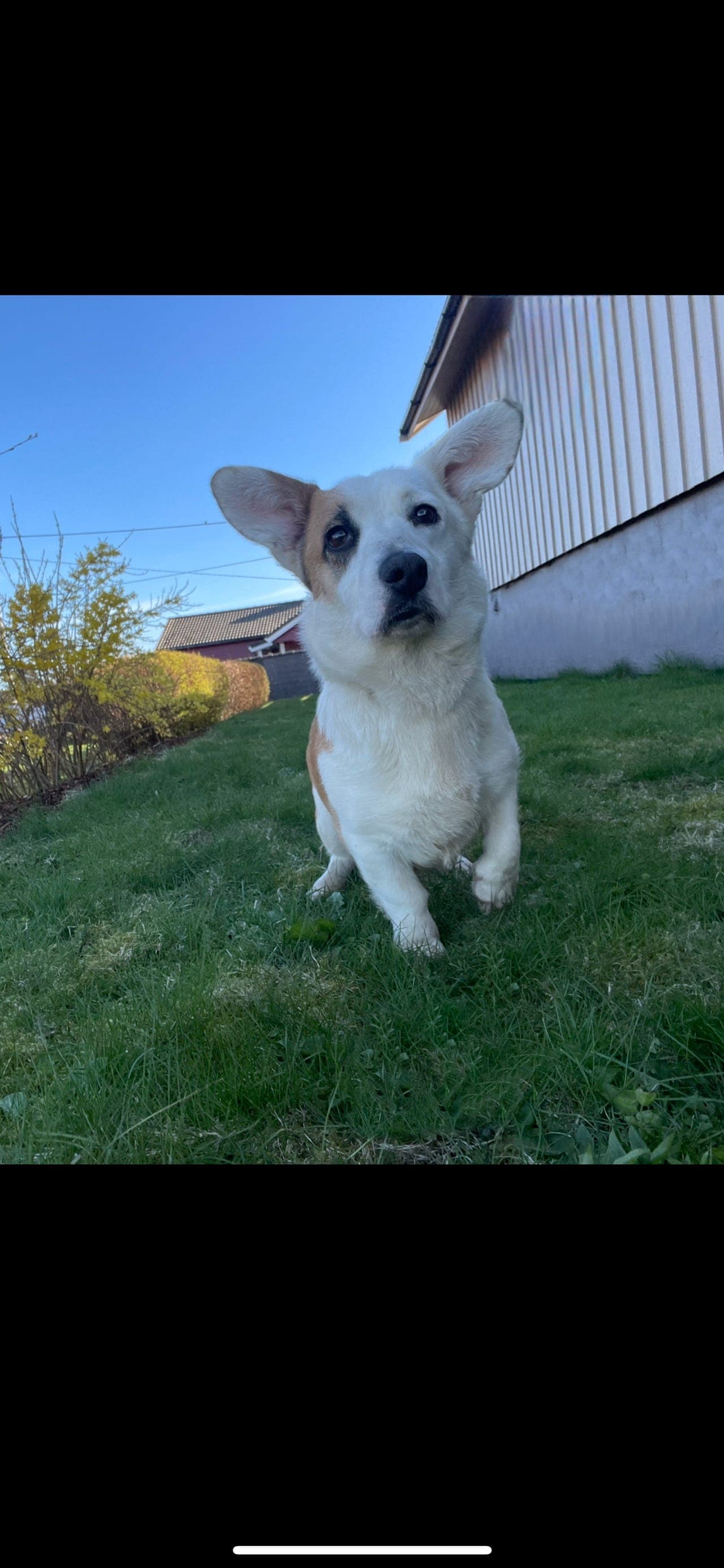 Welsh corgi cardigan