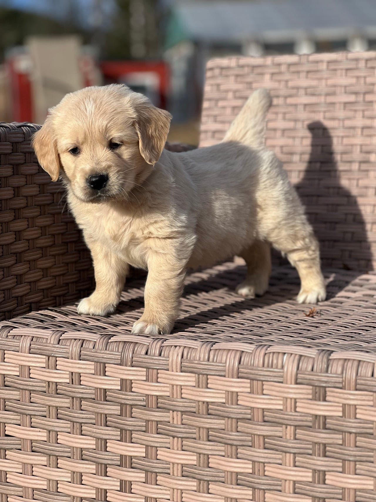 Golden Retriever hannvalp – leveringsklar
