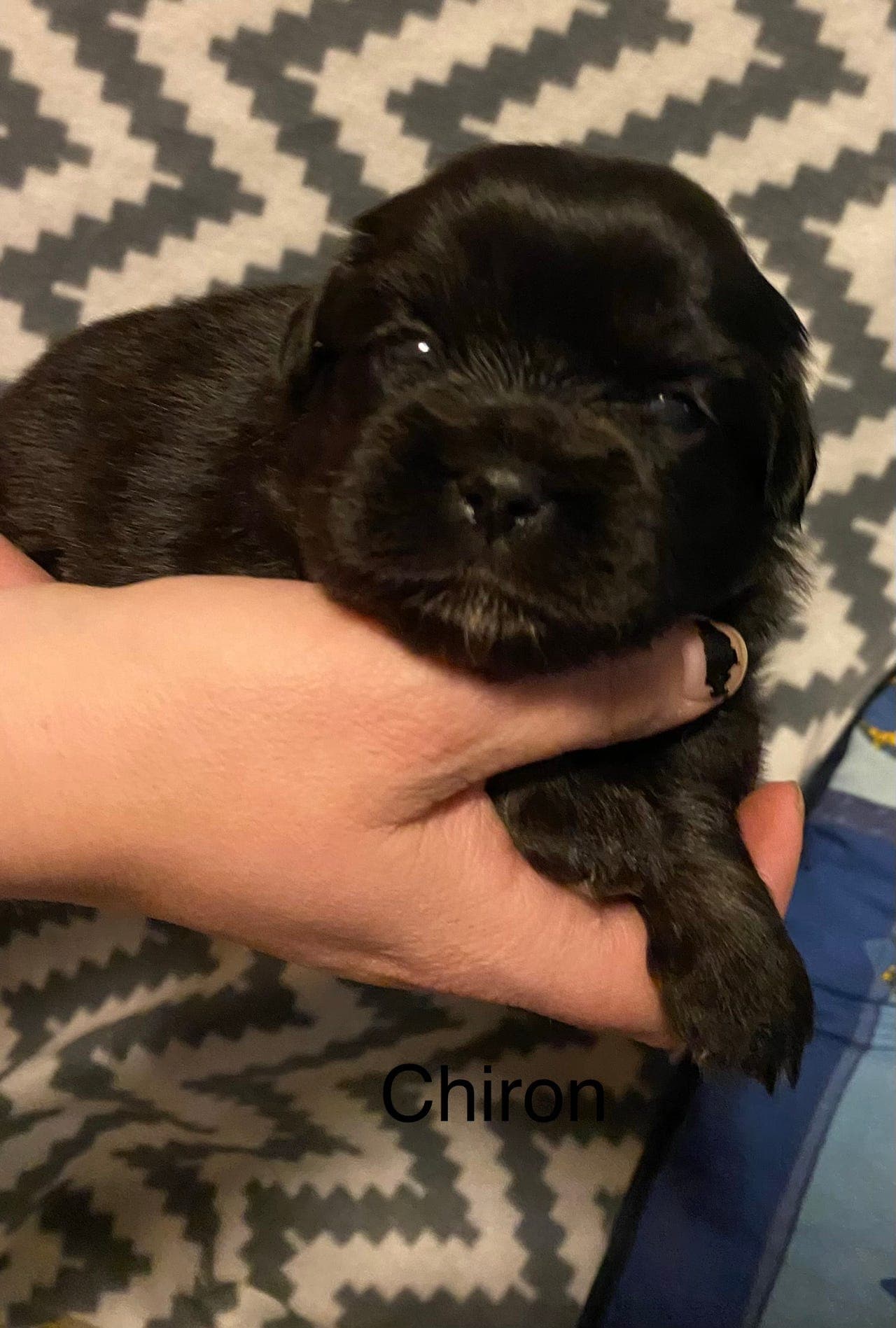 Tibetansk spaniel valper