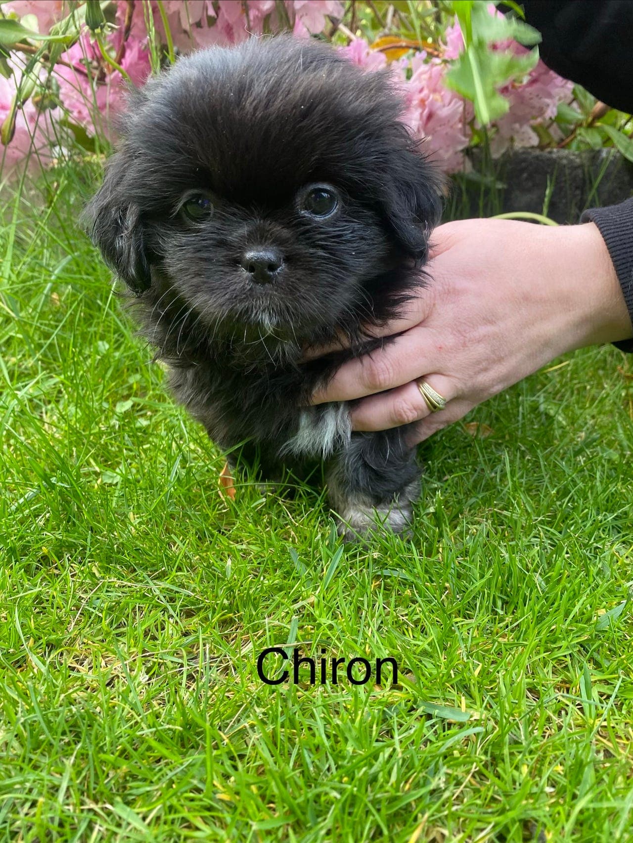 Tibetansk spaniel valper