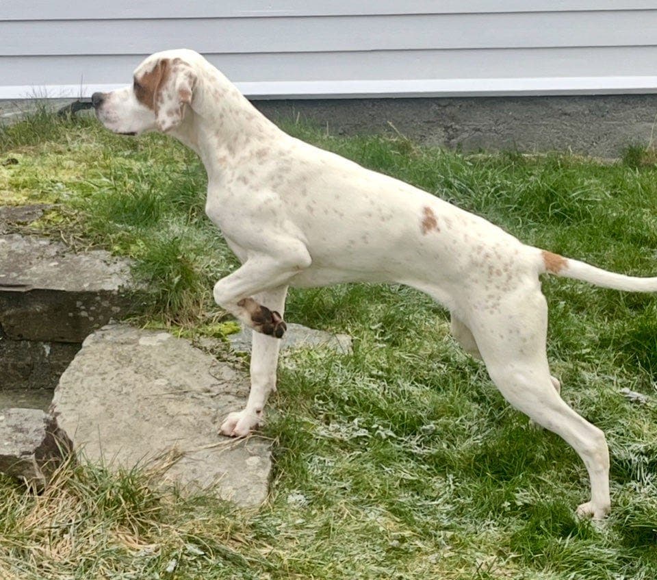 Pointer