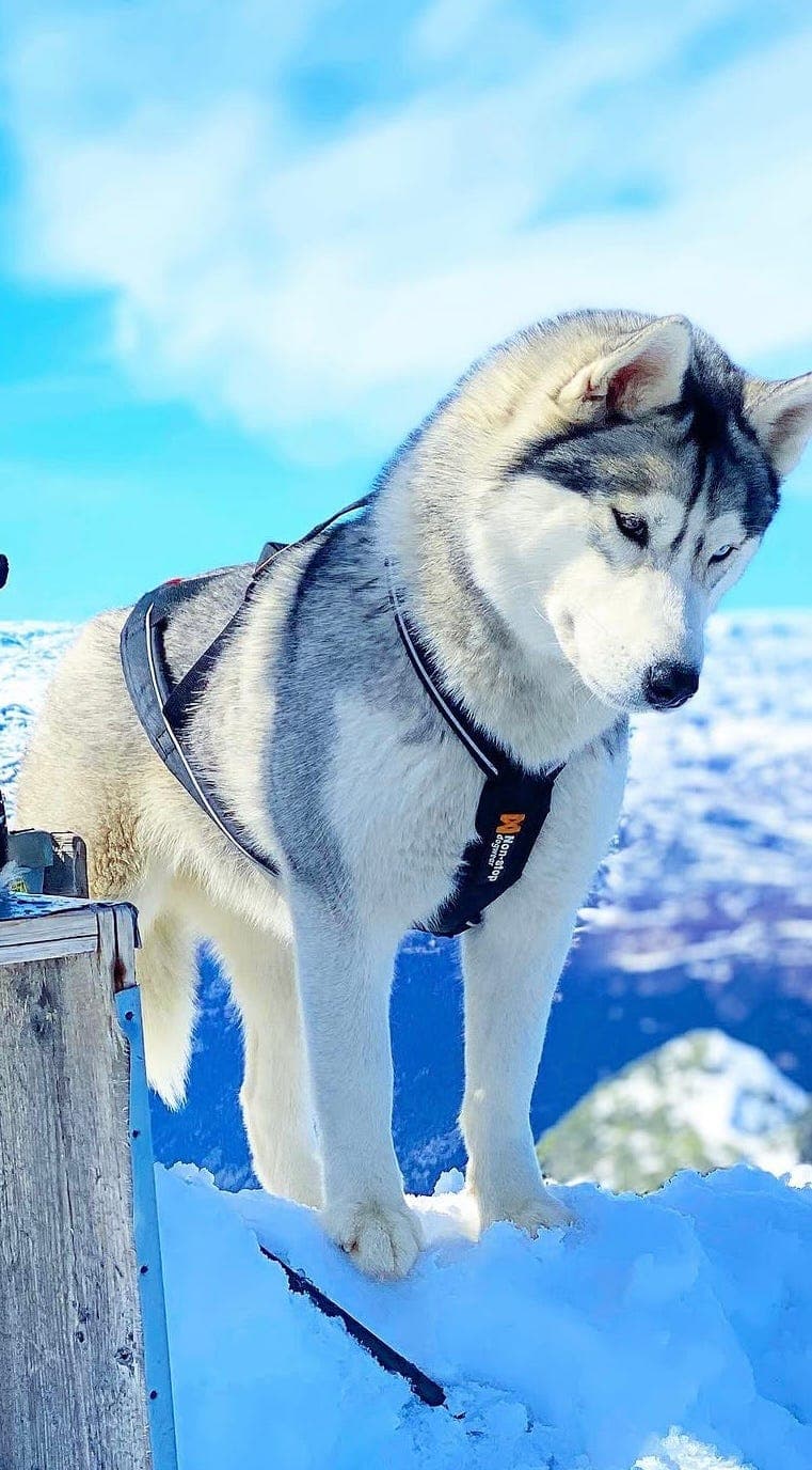 Siberian husky