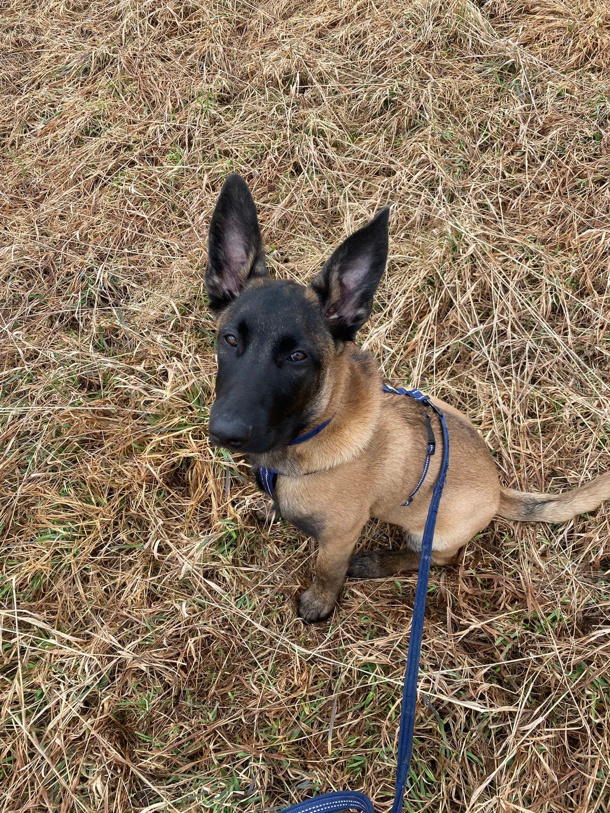 Malinois Valp vurderes omplassert til riktig hjem!