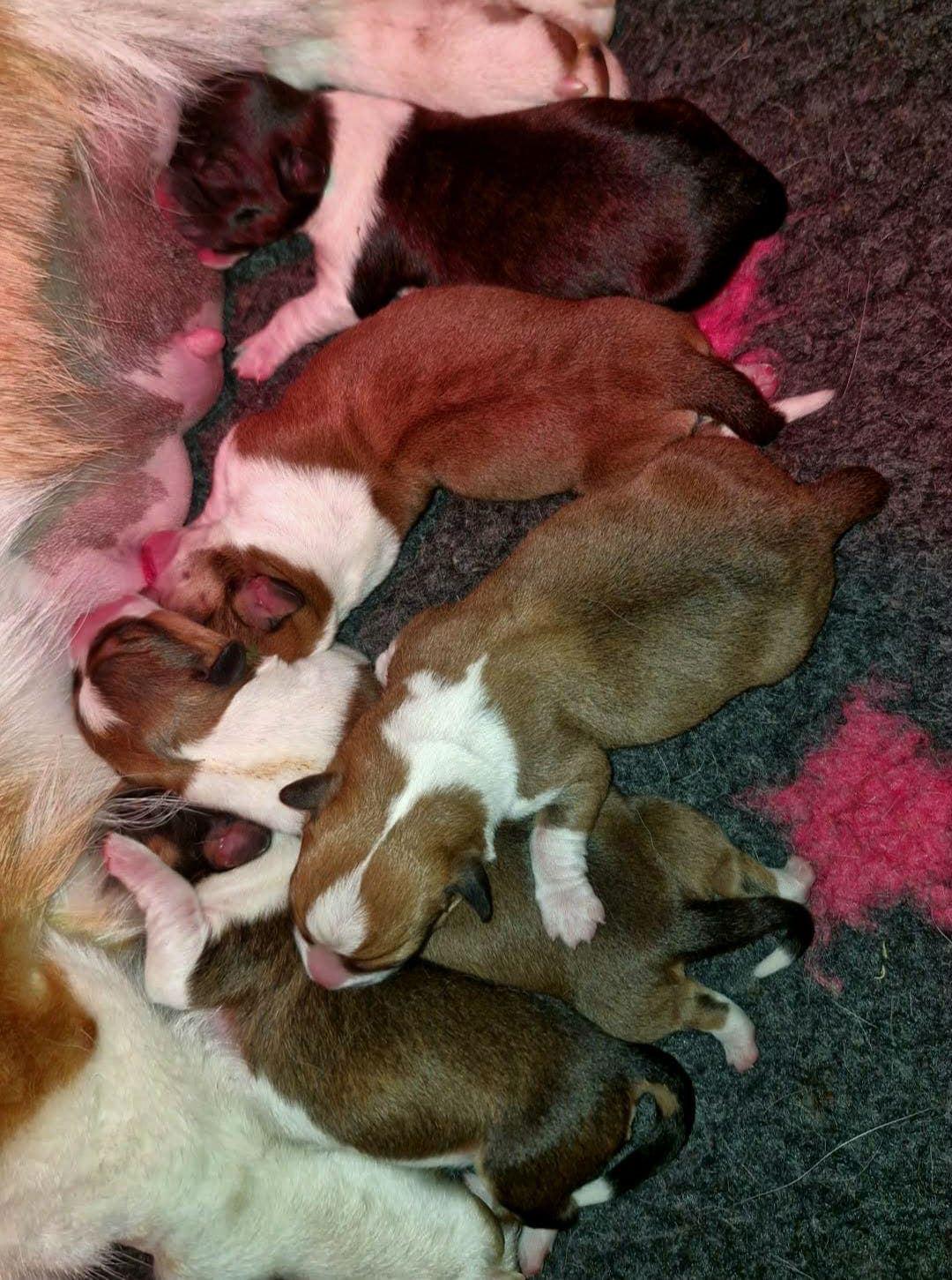 Welsh corgi cardigan valper