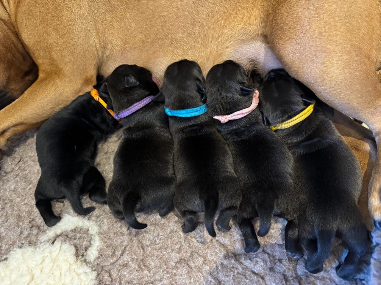 Staffordshire Bull Terrier søker Forvert  i august 2026