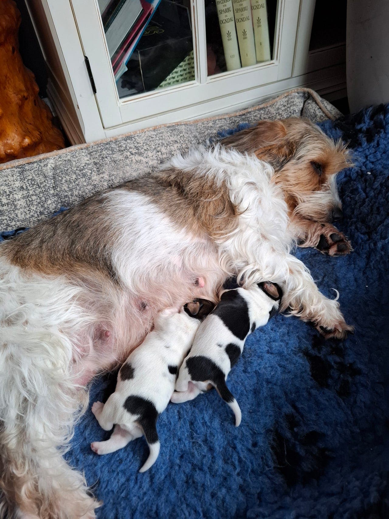 pepit Basset griffon vendeen- 2 tisper søker gode hjem