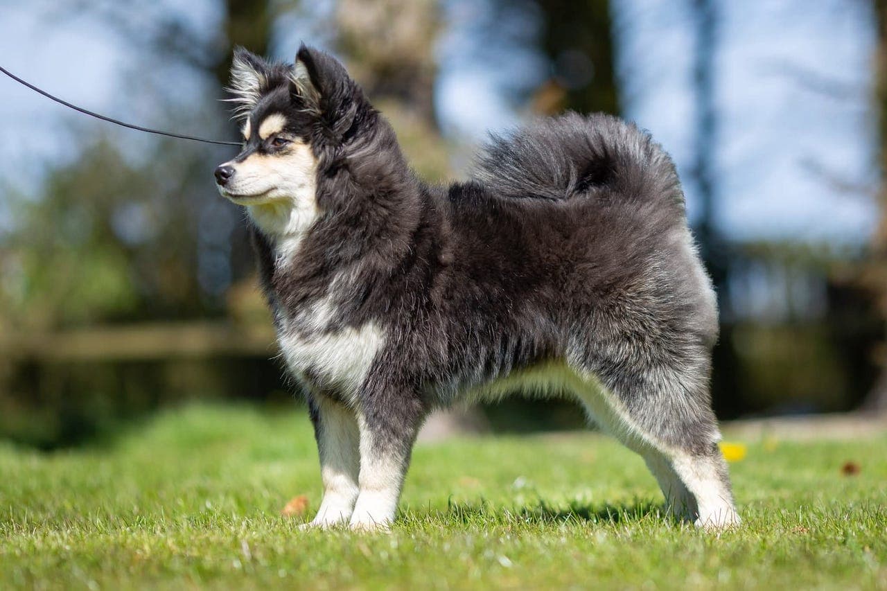 Finsk lapphund valper ventes