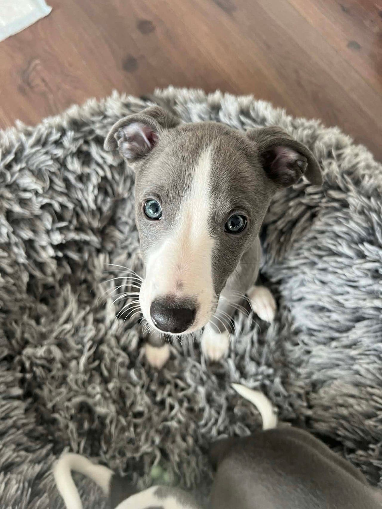 🐾 Whippet valp til salgs – Pepsi (12 uker) 🐾