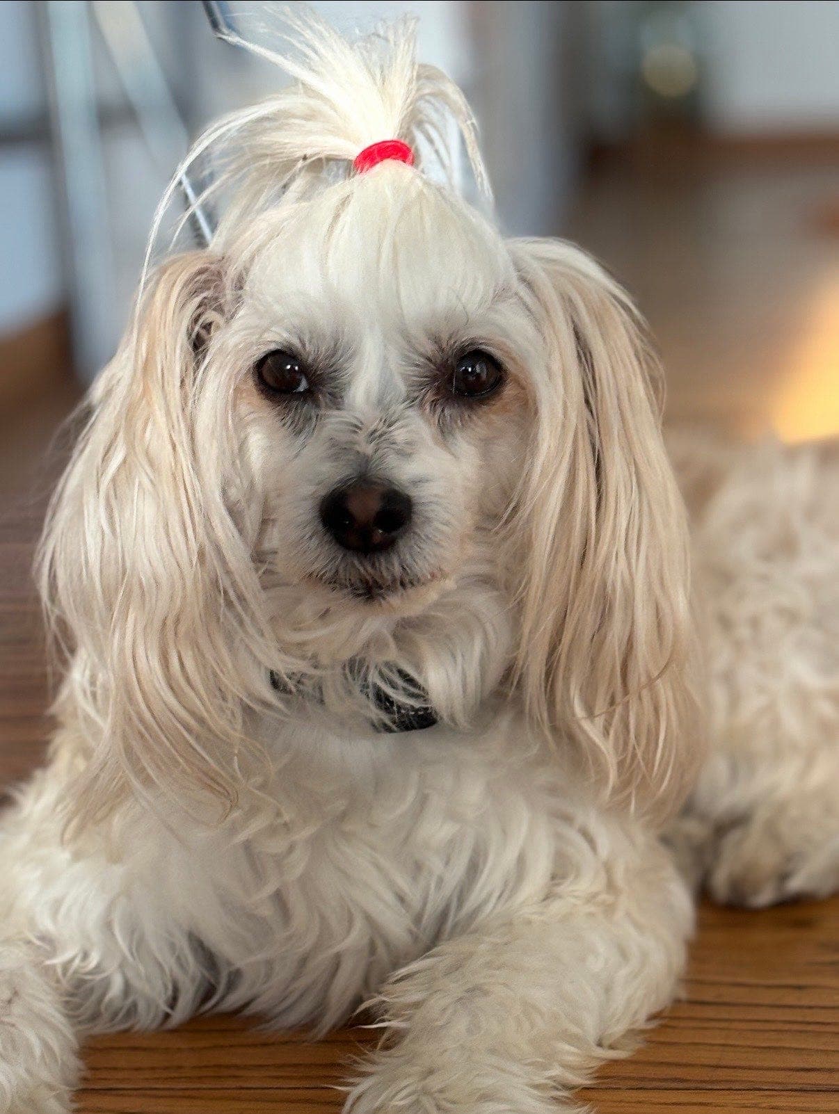 Chinese crested