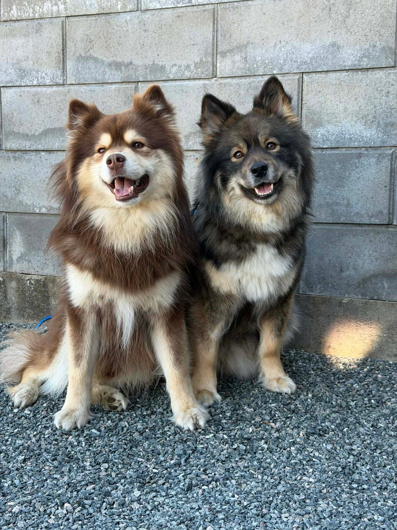 Finsk lapphund valper ventes