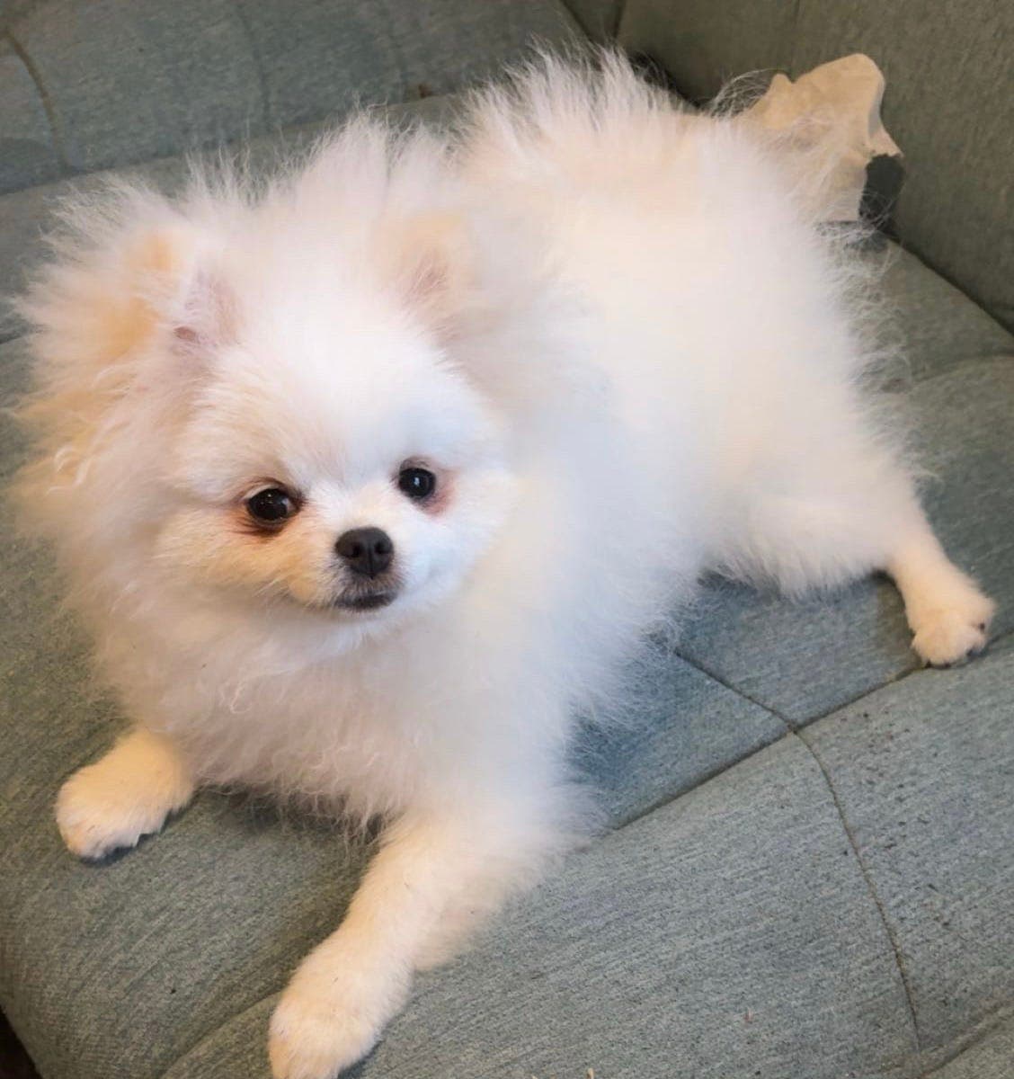 Hvit Pomeranian jente valp salgs.