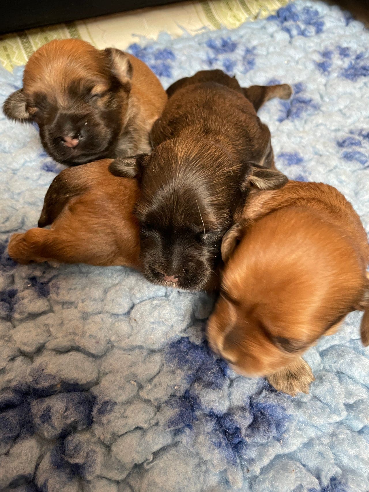 Bichon Havanais valper