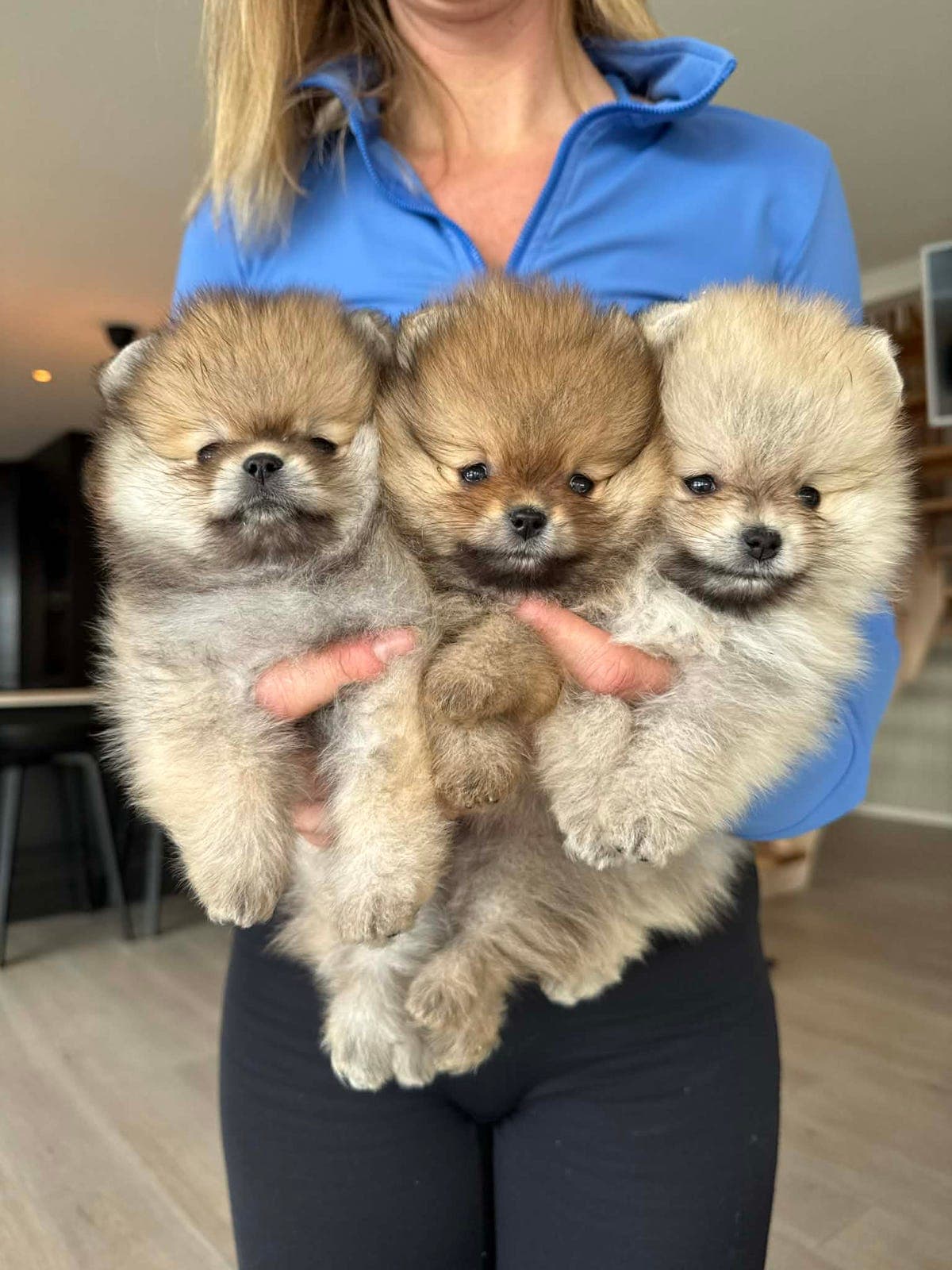 Renraset Pomeranian med NKK papirer