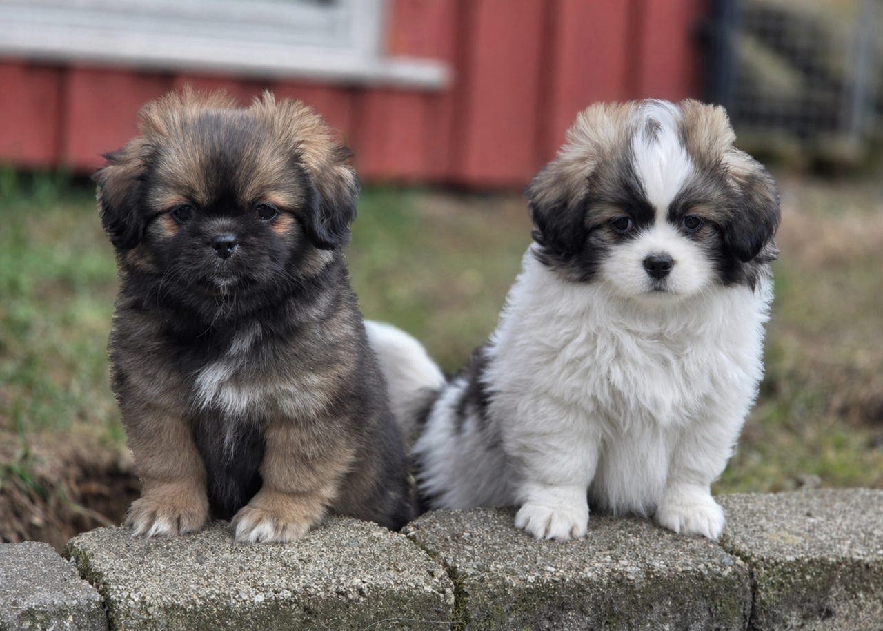 Tibetansk Spaniel valper.