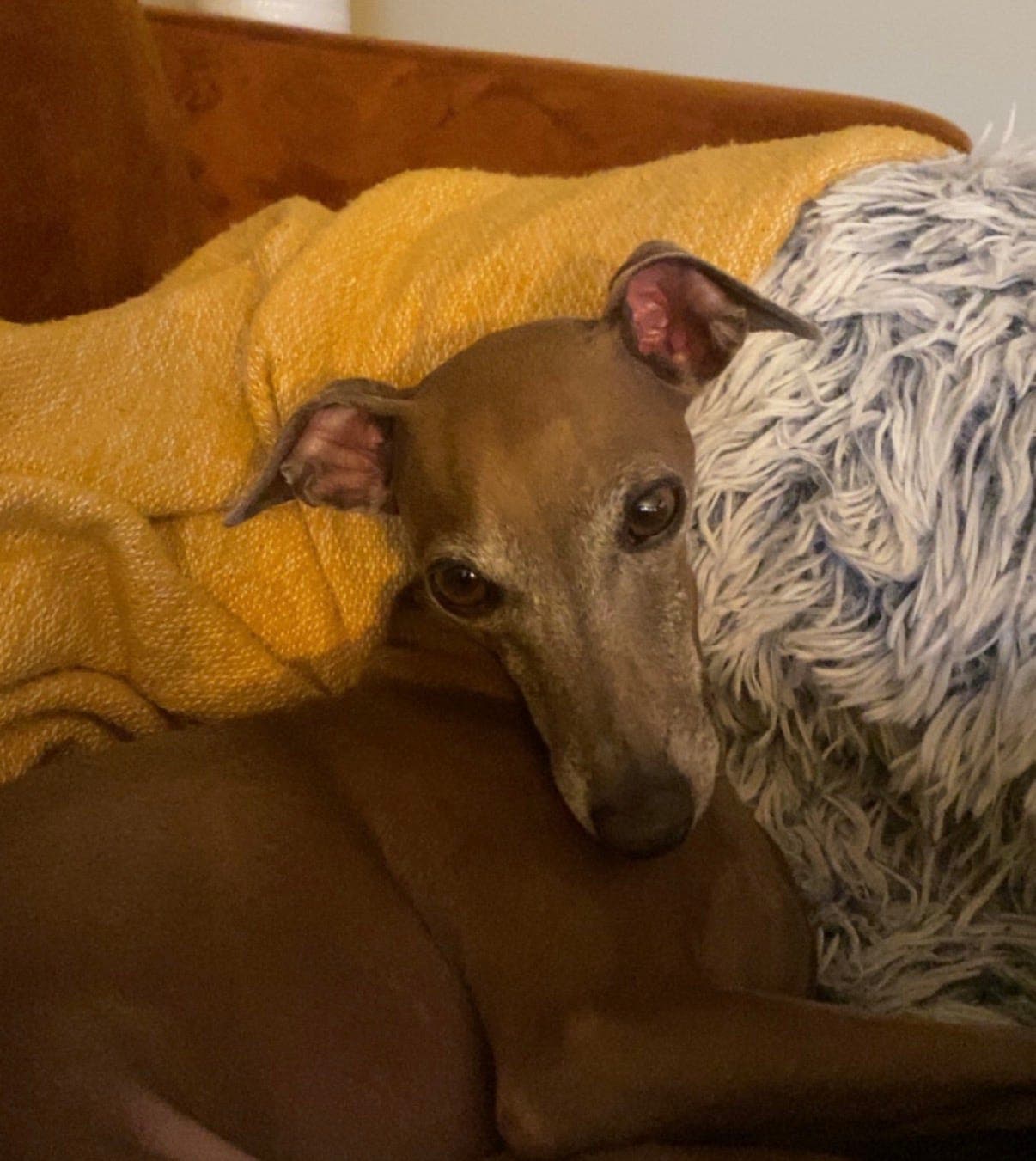 Avlastningshjem/Delehjem for Trym (Italiensk mynde, 5 år) Delehund