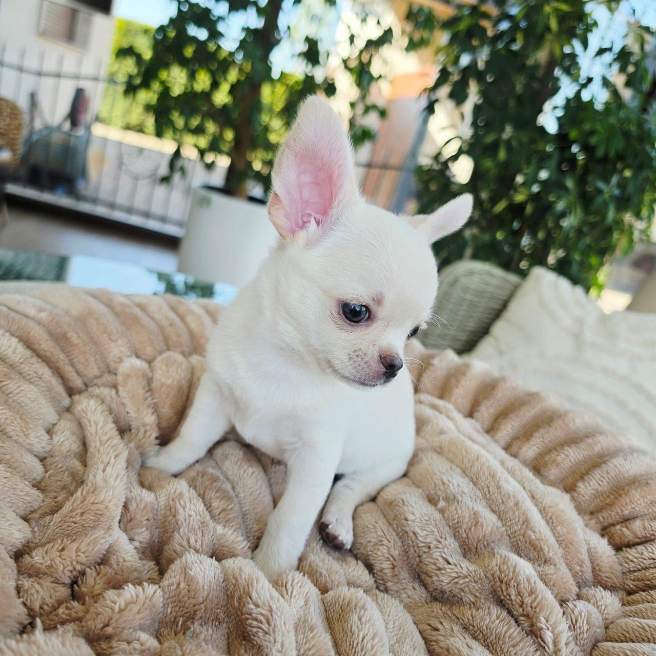 chihuahua valp