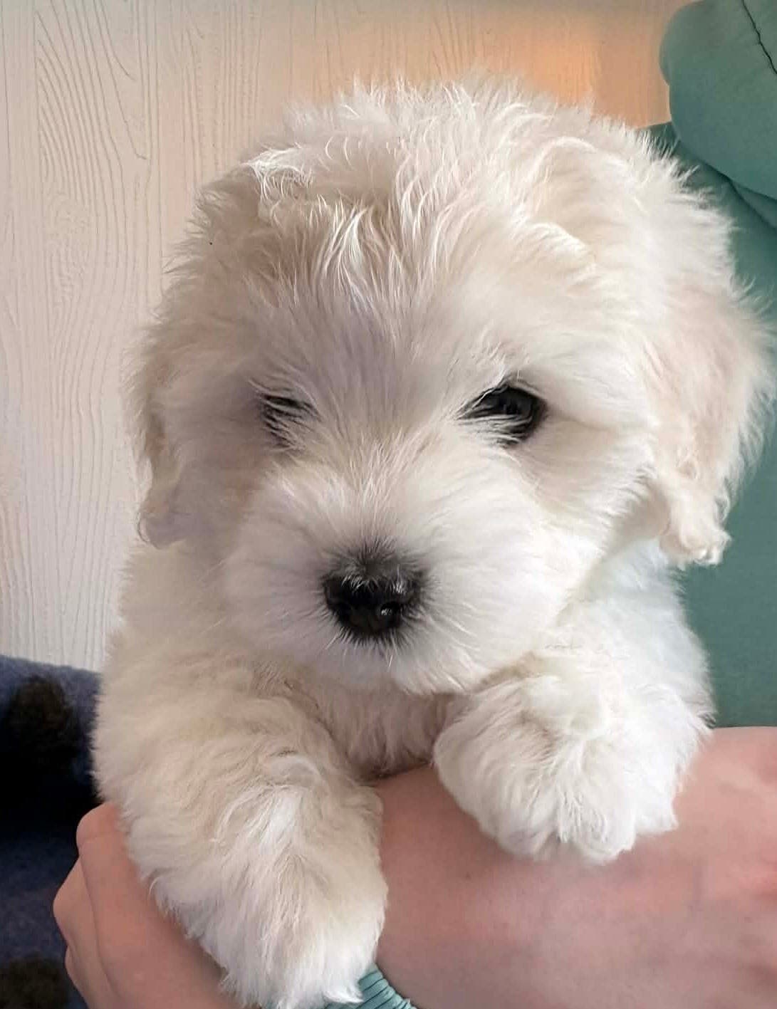 Coton De Tulear Hannvalp.
