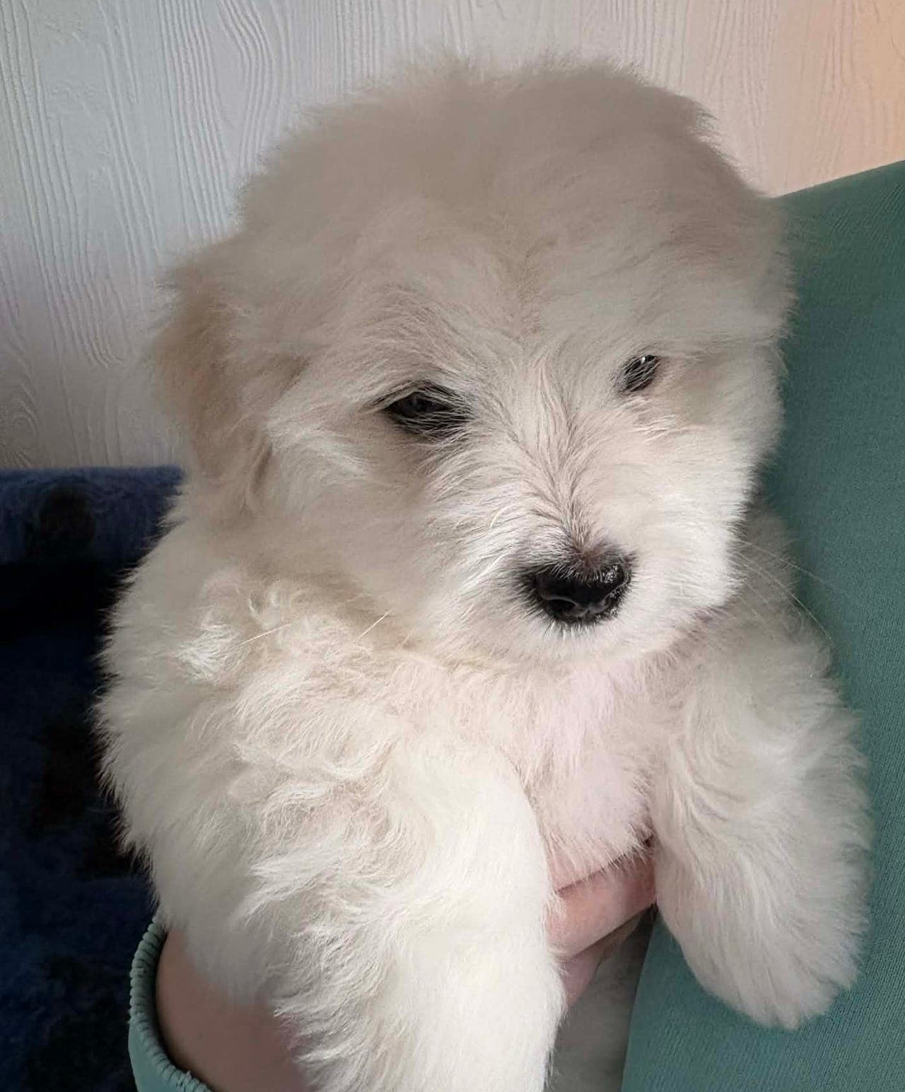 Nydelig Coton De Tulear , leveringsklar