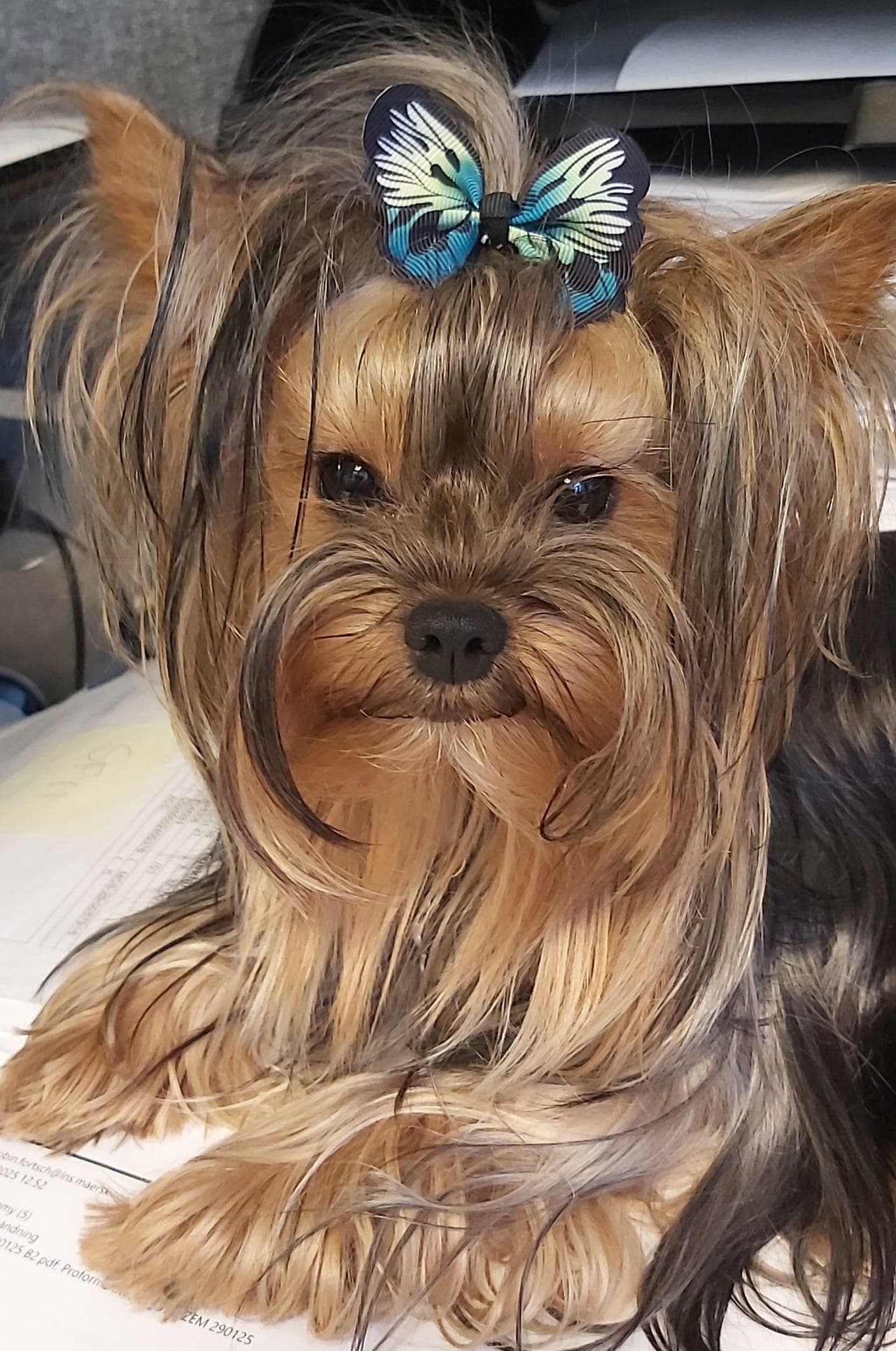 Yorkshireterrier NKK reg