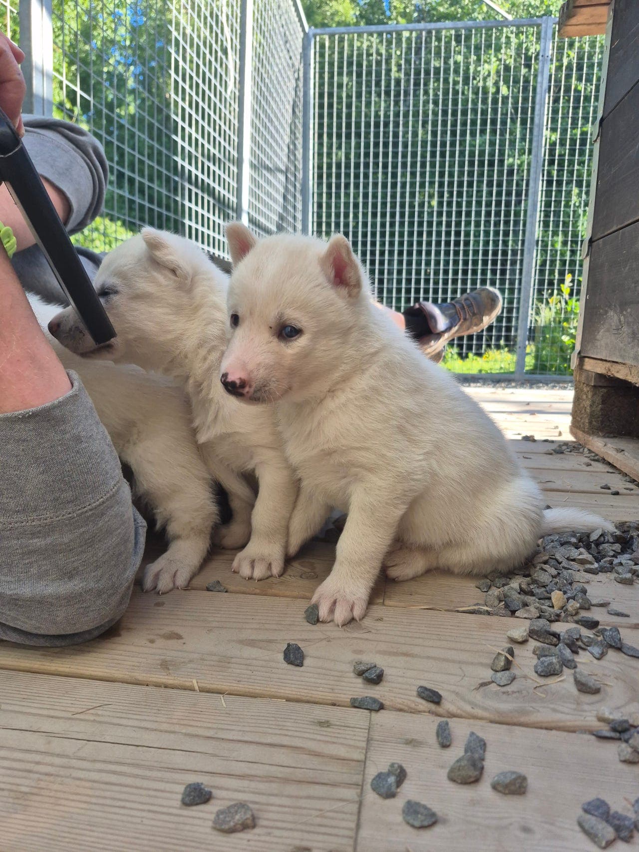 Siberian husky valper født 18.mai!
