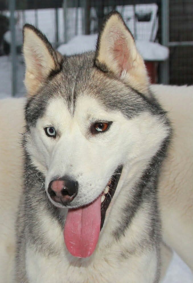 Siberian husky valper ventes i mai!