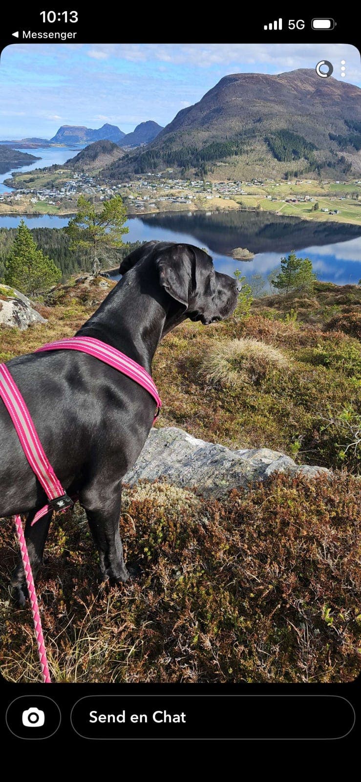 Nervøs Grand danios