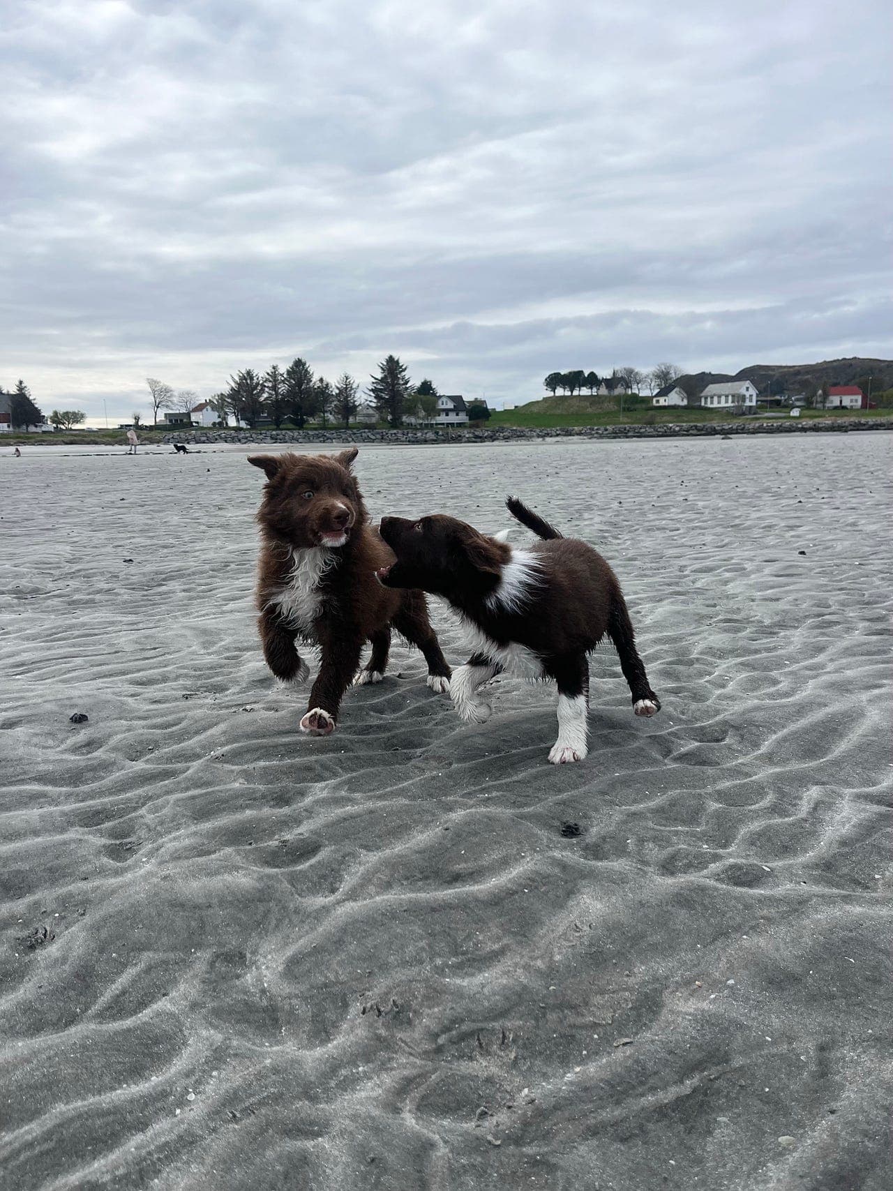 Leveringsklare border collie valper