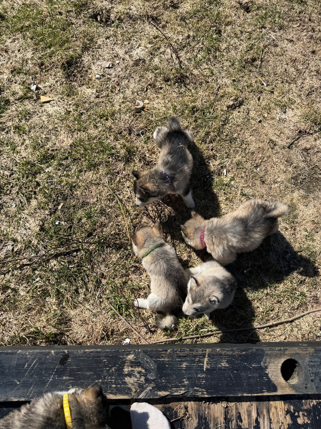 Alaskan malamute valper