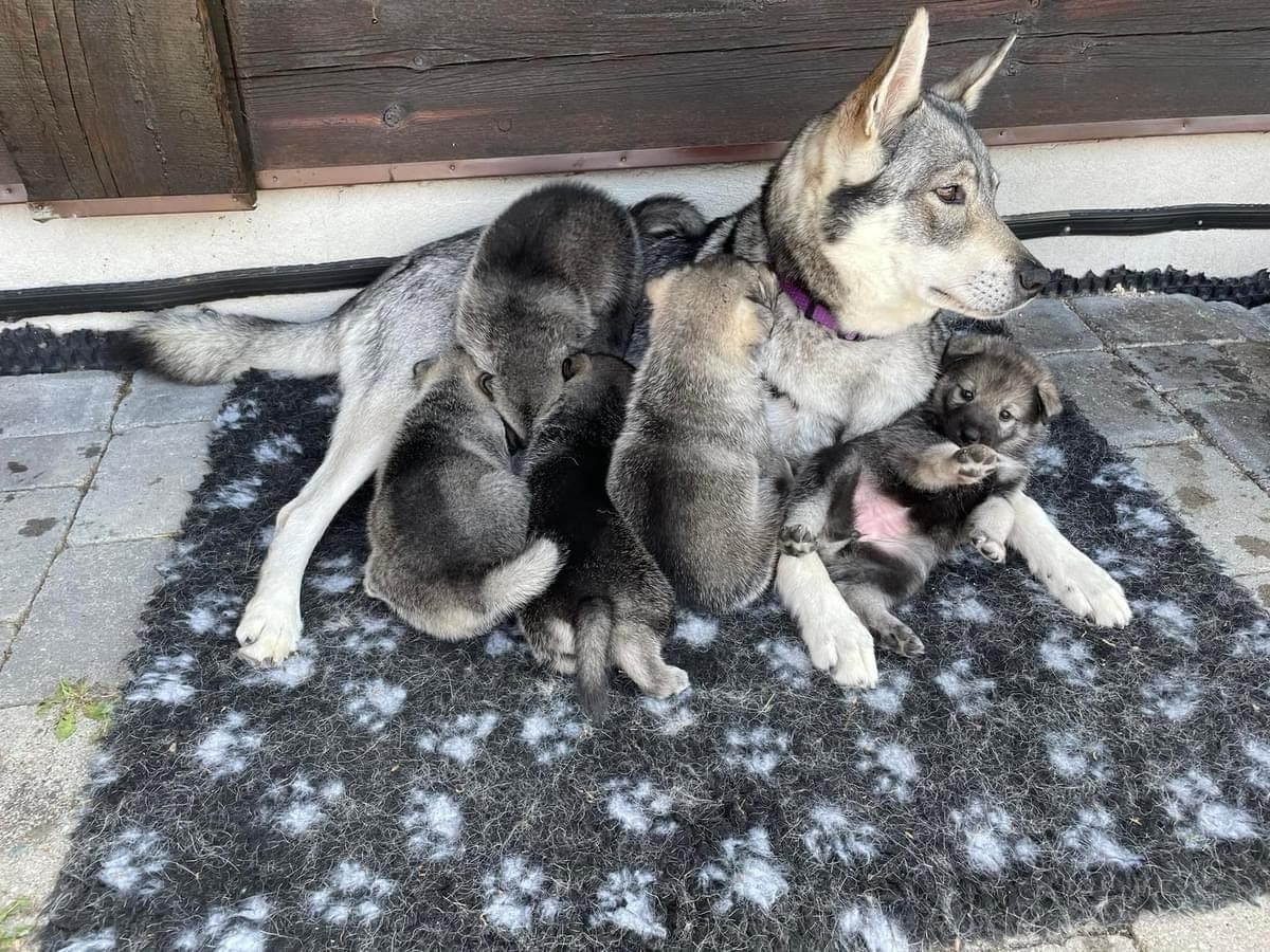 Jämthundvalper ventes ca 1.mai