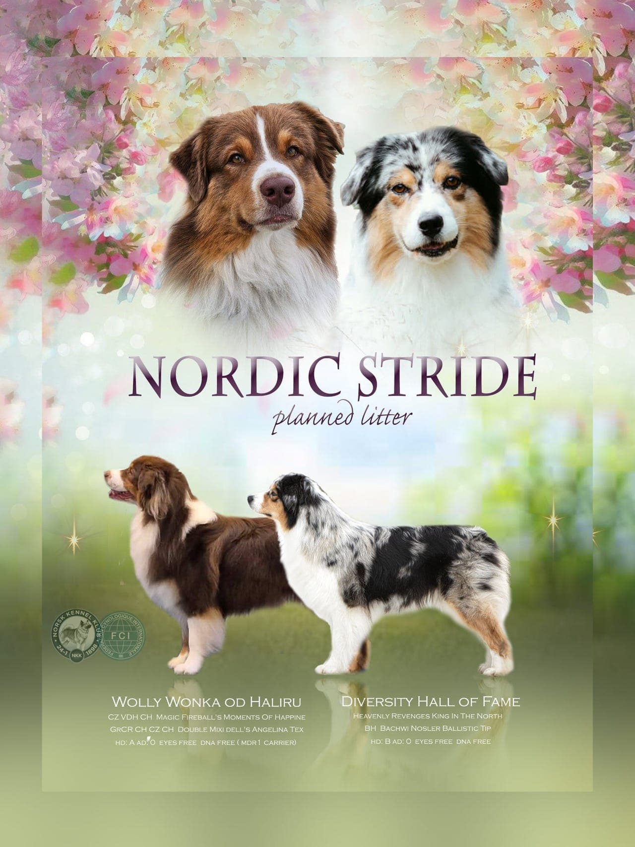 Australian Shepherd valper ventes
