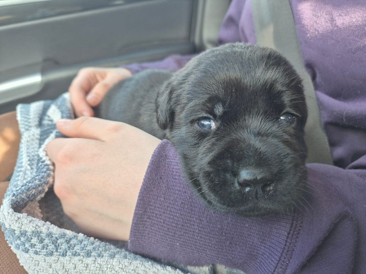 Labrador