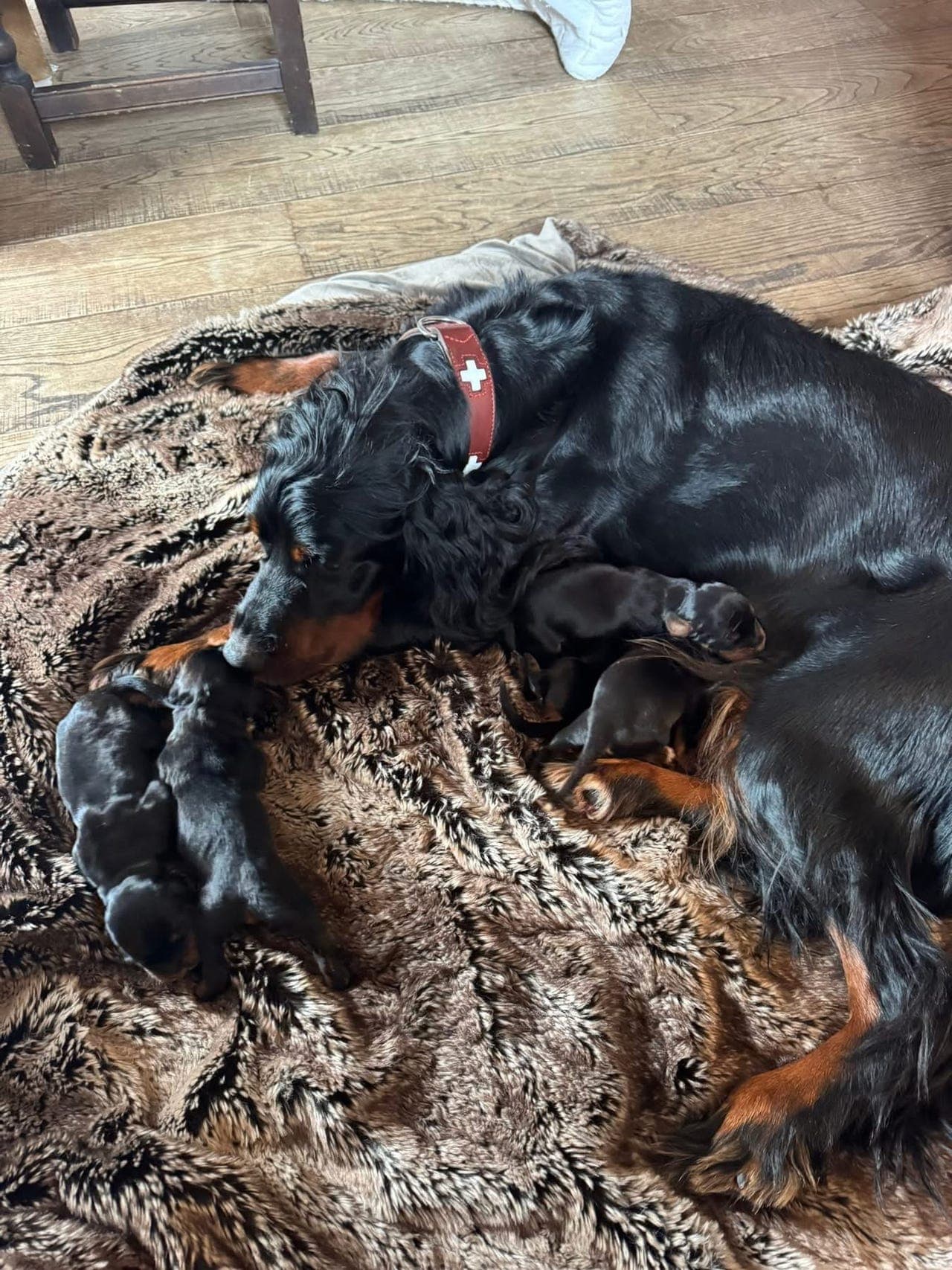 Flotte Gordon Setter valper