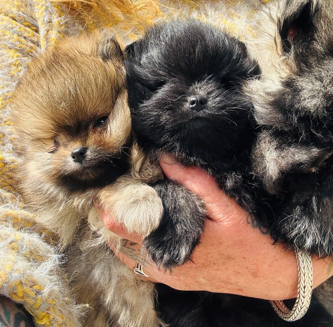 Pomeranian NKK registrerte