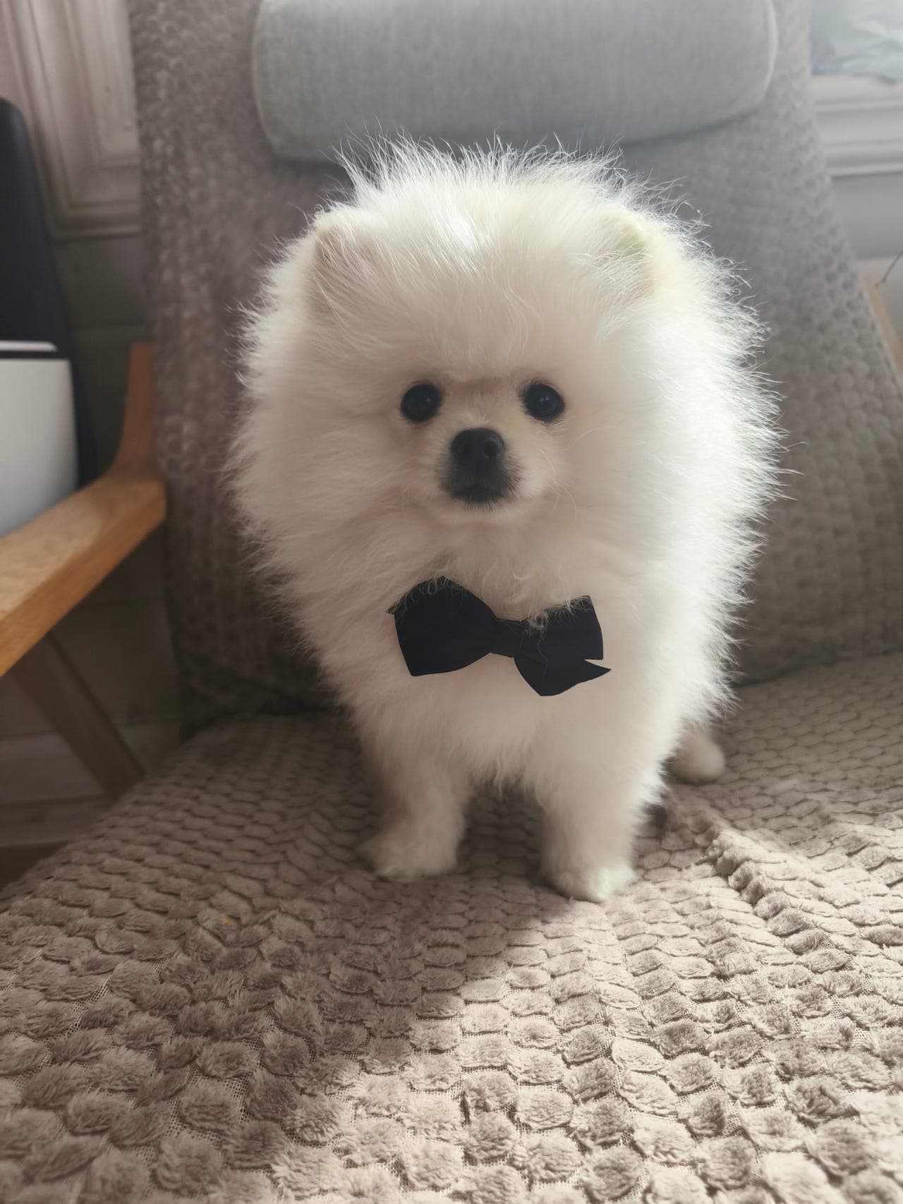 Pomeranian valp til salgs – nydelig gutt 🐶