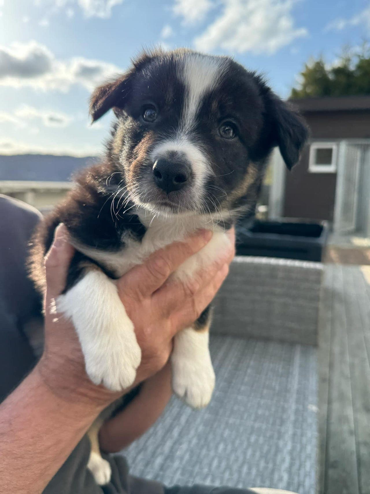 Familiehund