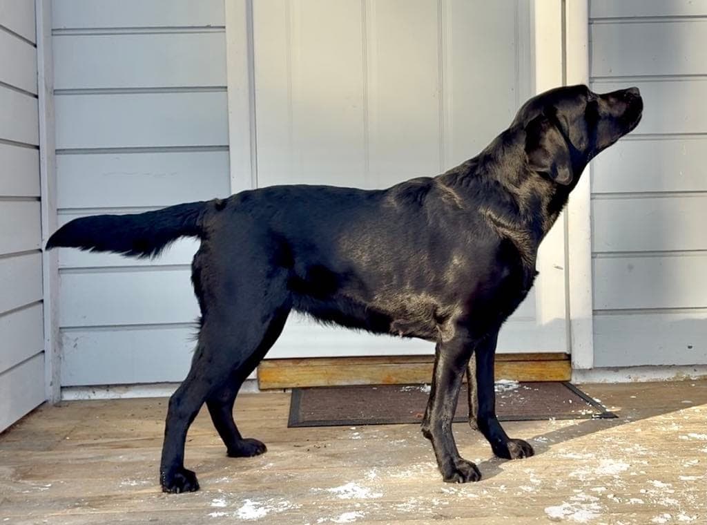 Sommervalp? Gul og sort labrador tispevalp