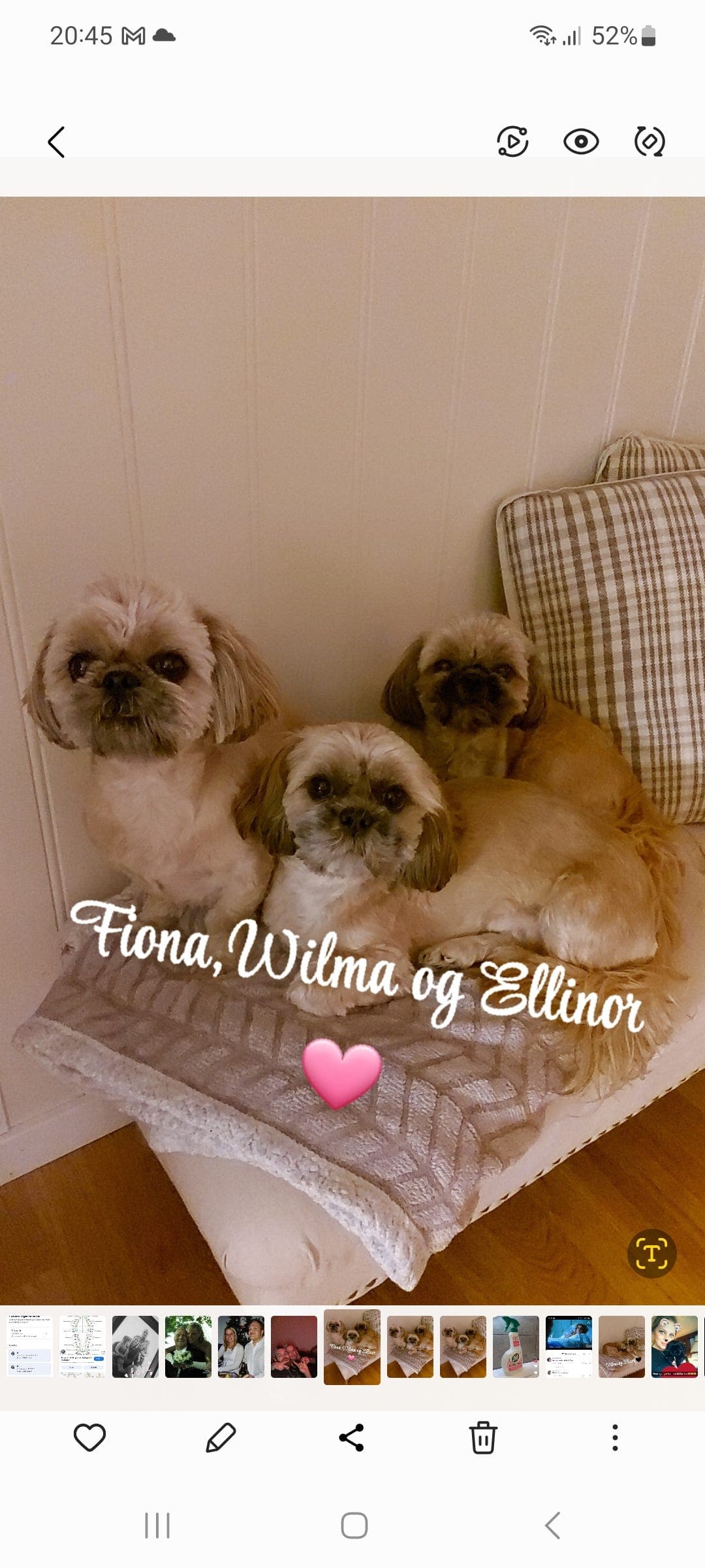 2 shih Tzu tisper gis bort til riktig hjem