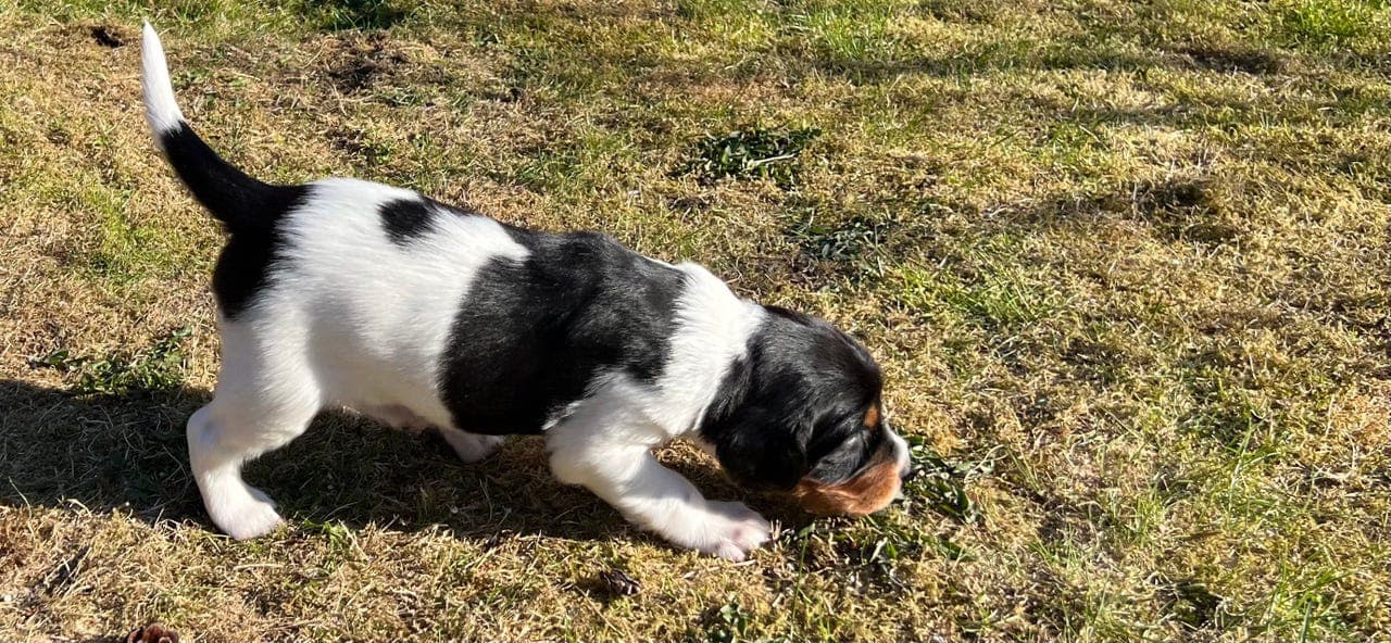 Gordonsetter tispe Trico