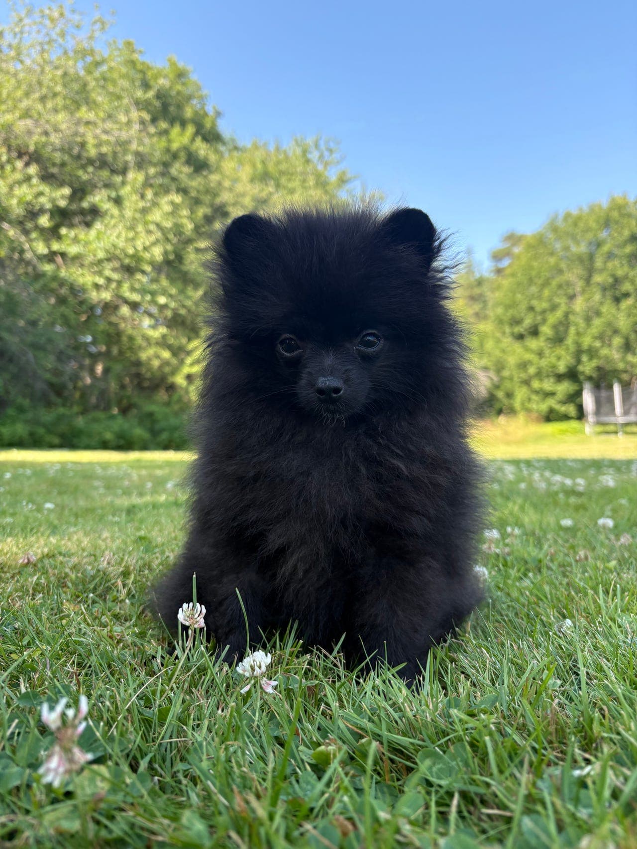 Lille Loke - NKK-reg pomeranian søker sitt eget 🏠🥰