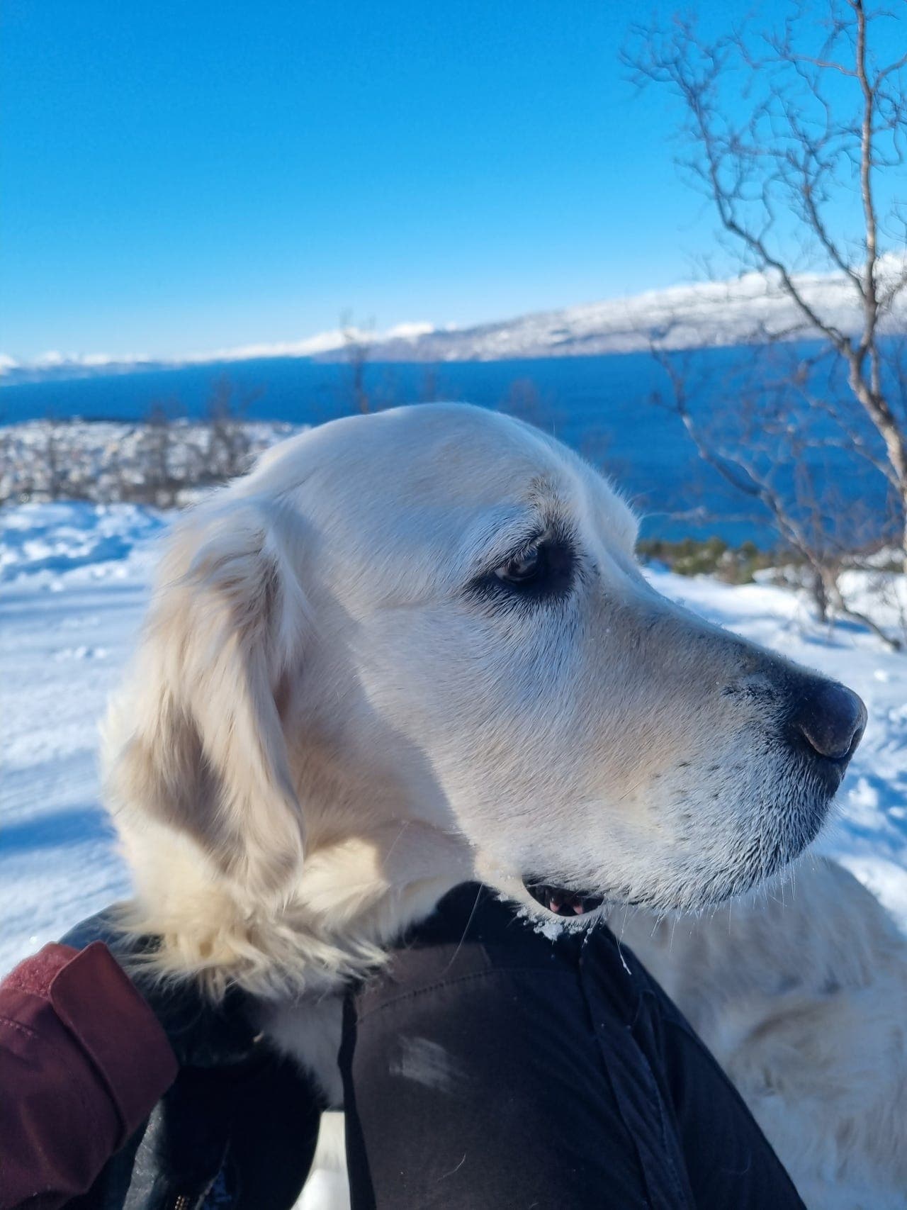 7 år gammel Golden Retriever vurderes omplassert