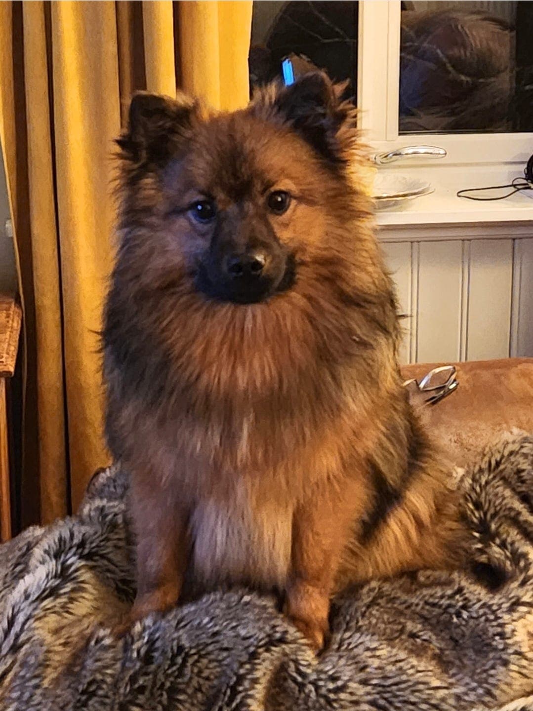 Mittelspitz hannhund 3år