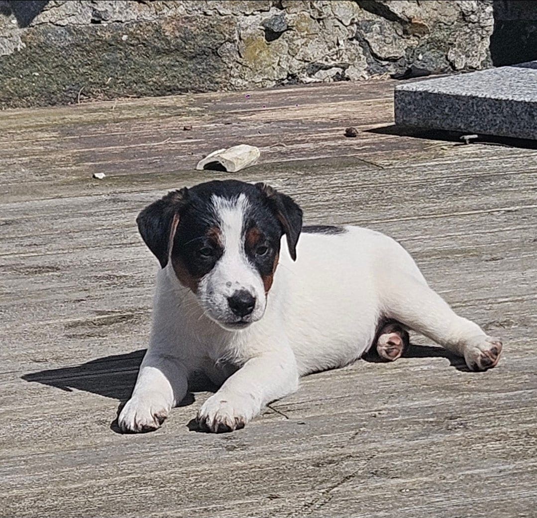 Trivelig Nkk reg Jack russell terrier hann valp fra erfaren oppdretter.