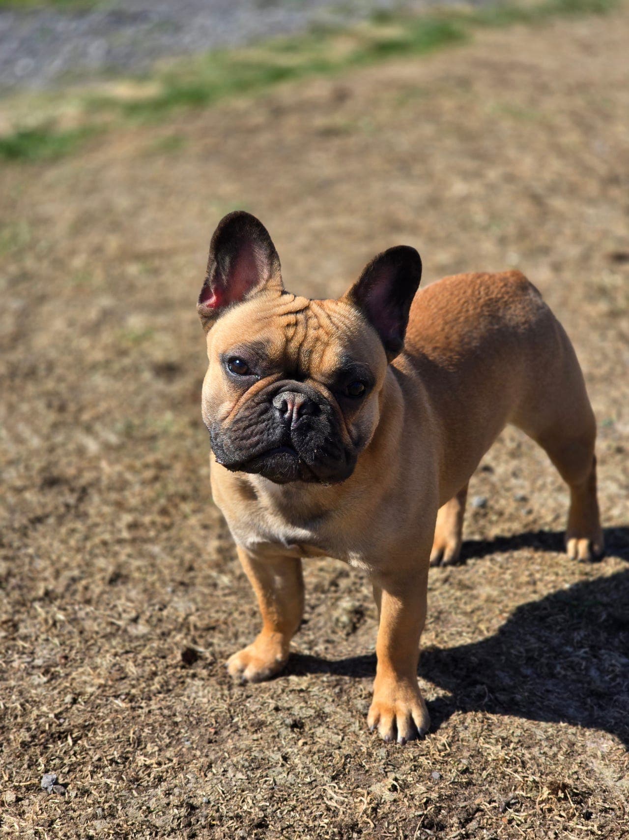 Fransk bulldog hannvalp 10mnd🐾