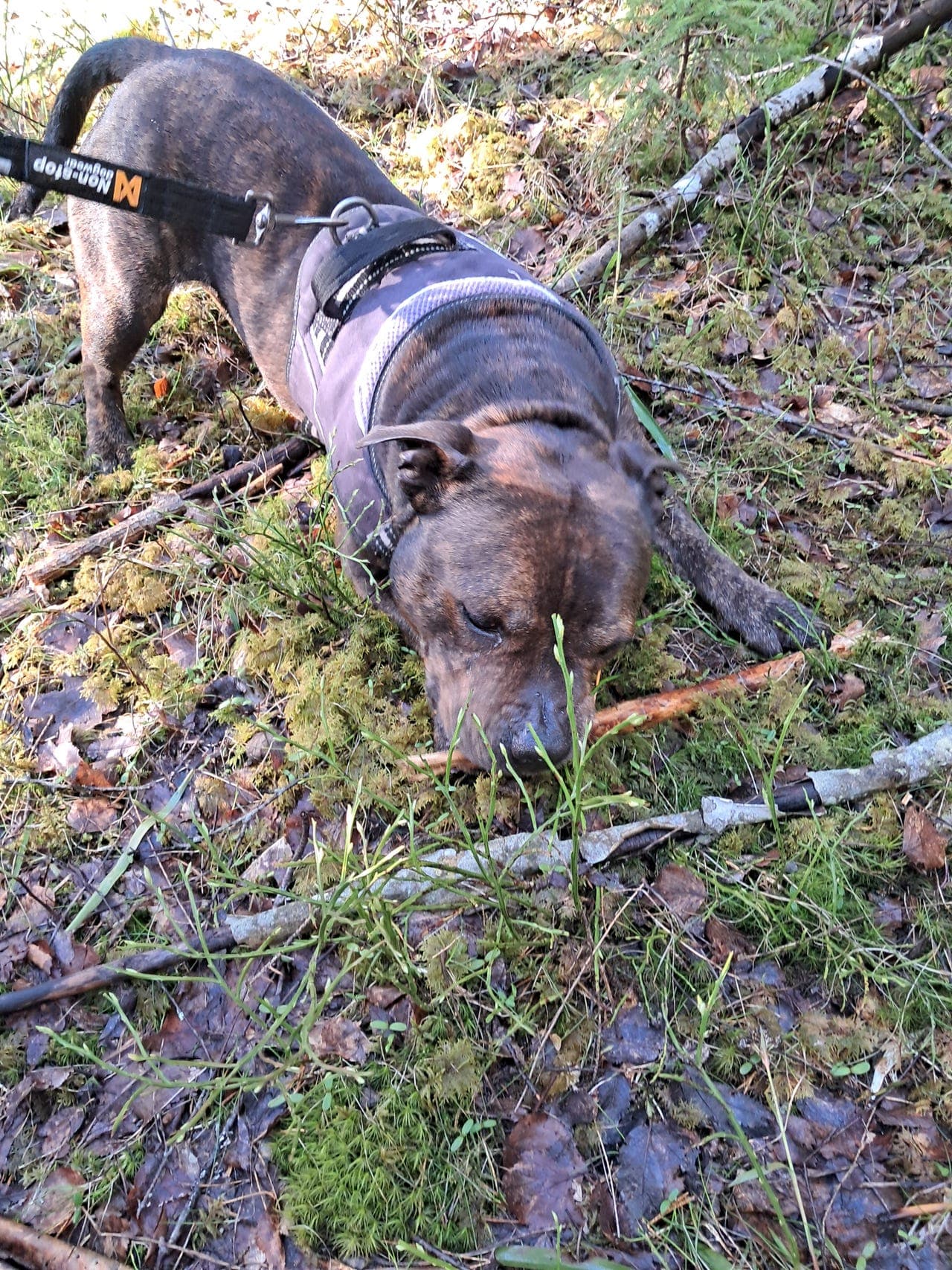 Staffordshire bull terrier 6 år