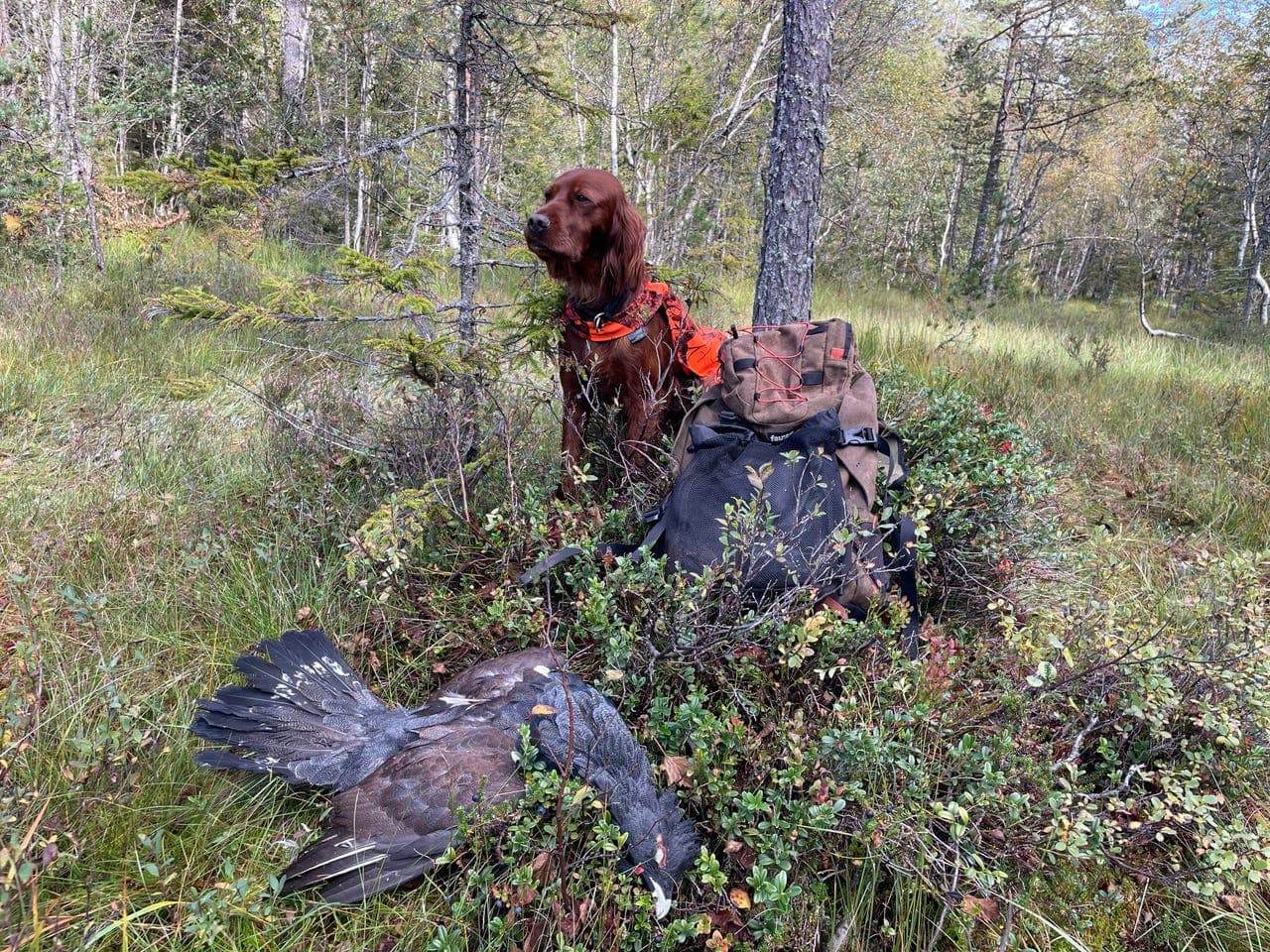 Nydelig jaktklar irsk setter tispe
